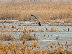 -野鸭湖国家湿地公园