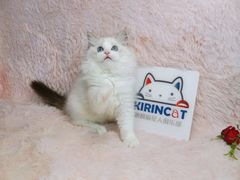 -十年猫舍·猫咪专门店(普陀店)