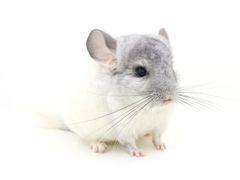 -龙猫仔乐园(惠福东路店)