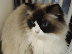 -平行世界·猫咖(首经贸店)