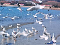 -老虎石海上公园