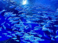 -海合安武汉极地海洋公园
