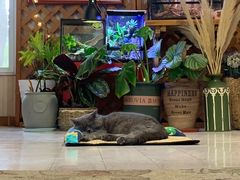 -Rabbit Cafe私房西餐甜点咖啡(栖霞路店)