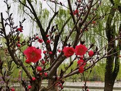 -丰台花园