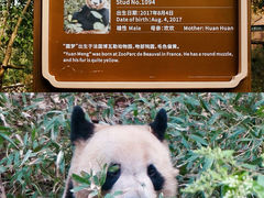 -成都大熊猫繁育研究基地