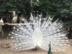 -哈尔滨北方森林动物园