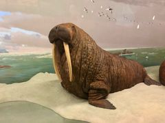 -美国自然历史博物馆