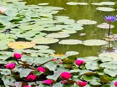 -国家植物园南园