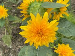 -春花秋色城市公园