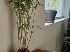 -花仓咖啡(祥安巷店)
