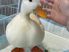 -怪兽屋·羊驼·猫咖·狗咖(俊华广场店)