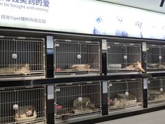 -翊宠yipet猫狗购宠庄园犬舍•猫舍