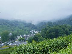 -阿巧茶庄
