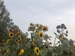 -汉长安城未央宫国家考古遗址公园