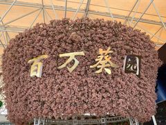 -百万葵园