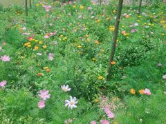 -合肥滨湖国家森林公园