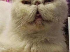 -平行世界·猫咖(首经贸店)