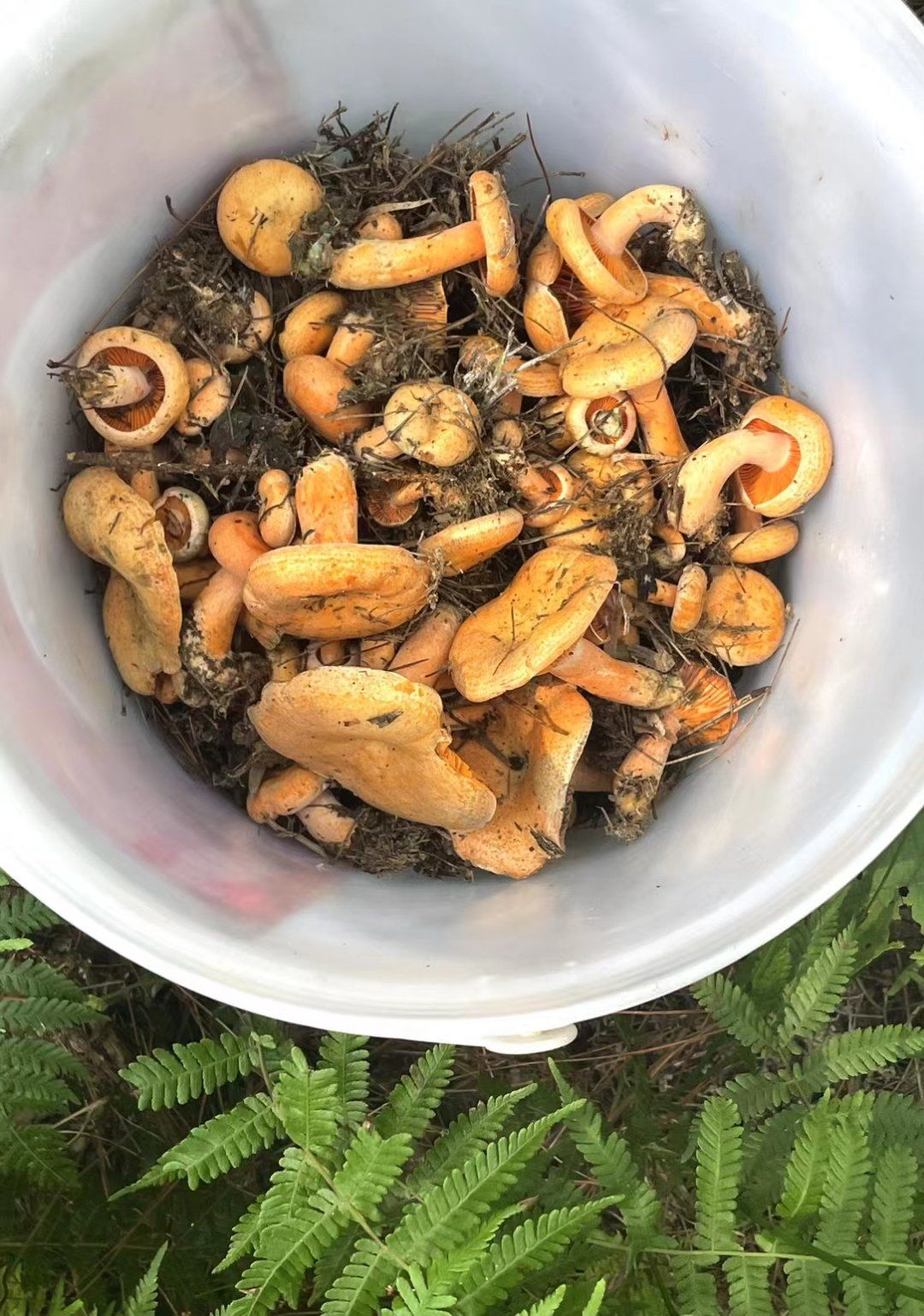 松林深处的秋日丰收:采摘松树菇的时光