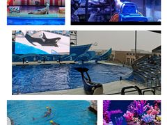 -上海海昌海洋公园