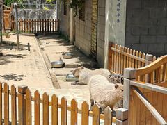 -合肥野生动物园