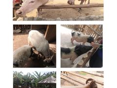 -泉州海丝野生动物世界