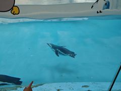 -帝企鹅自助餐厅•儿童岛•真企鹅(长隆企鹅酒店)