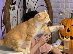 -平行世界·猫咖(首经贸店)