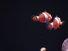 -欢乐海岸海洋奇梦馆