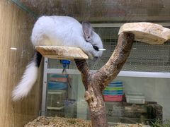 -藦茜花园宠物主题亲子互动体验馆(国顺东路店)