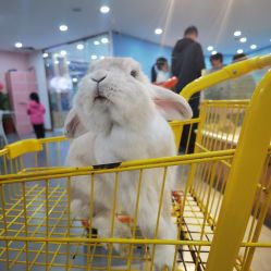 -Moni星球萌宠·小马宝莉·灵蛇·高端高阶全萌宠互动体验俱乐部(红豆国际广场店)
