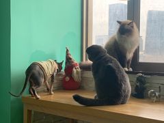 -猫在这儿猫咪咖啡馆·撸猫馆