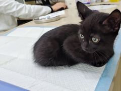 -宠颐生嘉德动物医院