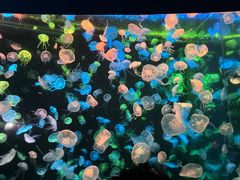 -珠海长隆海洋王国