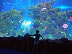 -芜湖新华联大白鲸海洋公园