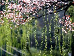 -南汇水蜜桃采摘(大团店)