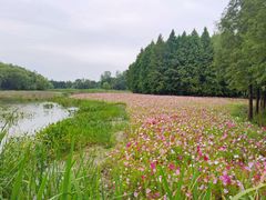 -溱湖国家湿地公园