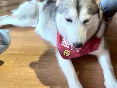 -Husky Go! 哈士奇体验馆·宠物咖啡厅狗咖