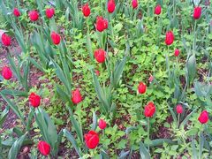 android_upload_pic-洛阳郁金香牡丹园