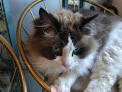 -喵屿·大理花园猫咖