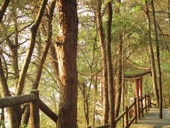 -铁山坪森林公园