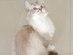 -猫咪咖啡店(新城大街店)