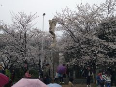 -武汉大学-樱园