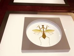 -上海昆虫博物馆