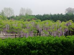 -嘉定紫藤园