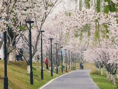 -羊山湖公园