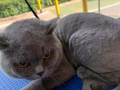 -瑞鹏宠物医院·夜间急症·心超·猫科(祖庙分店)