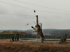 -鄂尔多斯野生动物园