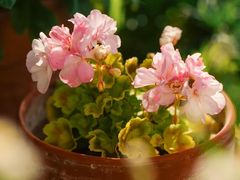 -上海辰山植物园