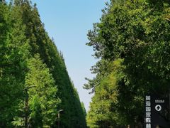 -黄海国家森林公园