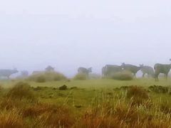 -霍顿平原国家公园